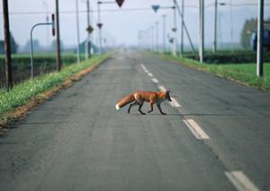 少ない予算でも気軽に利用できる